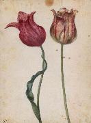 Two Tulips